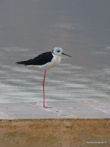 Sur les gaths - Pushkar - Inde